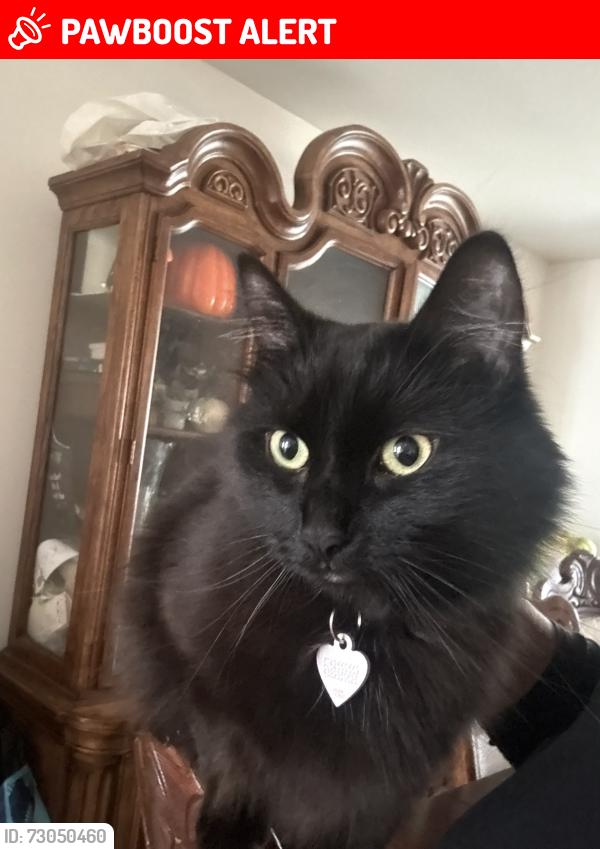 Lost Female Cat last seen John F Kennedy street, Terrebonne, QC J6W 1W8