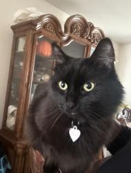 Lost Female Cat last seen John F Kennedy street, Terrebonne, QC J6W 1W8