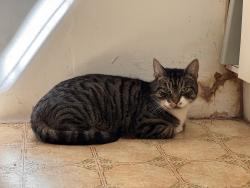 Reunited Unknown Cat last seen Halfway up Clifton Vale - from back garden on east side., Bristol City, England BS8 4PT