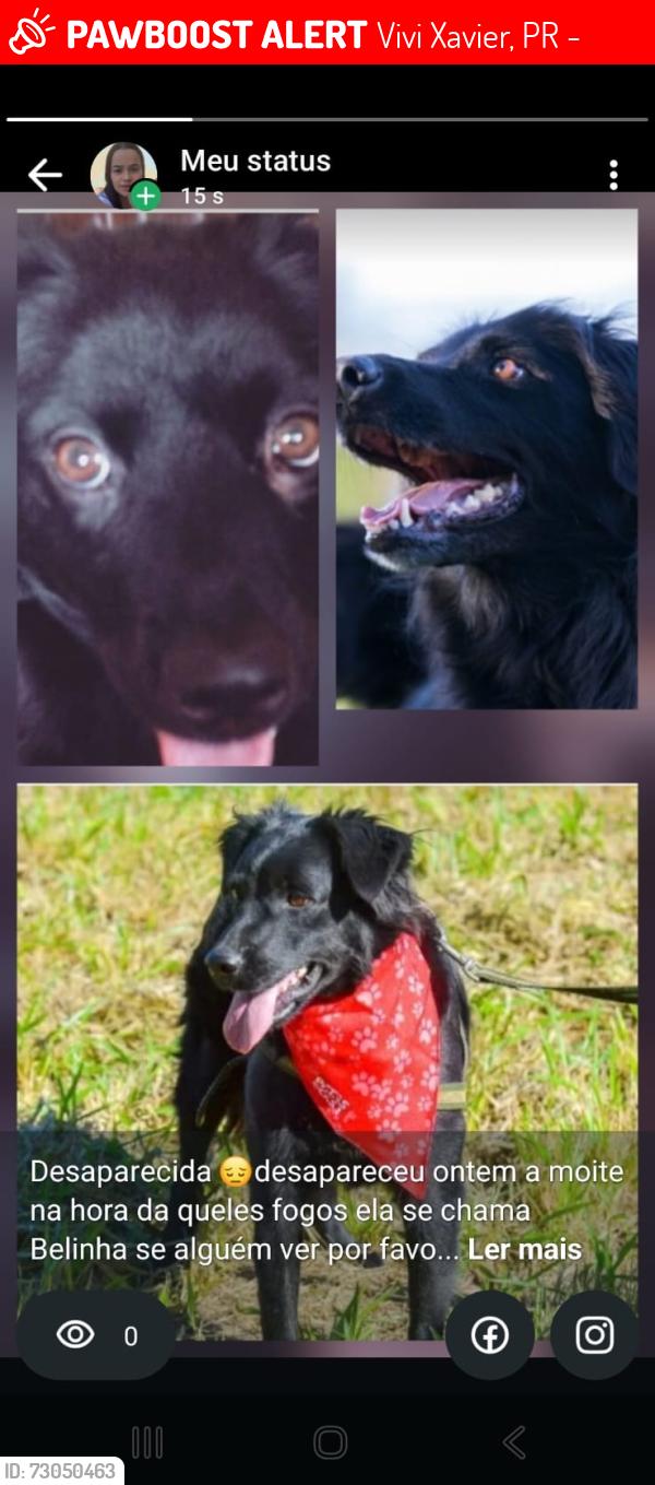 Lost Female Dog last seen Praça, Vivi Xavier, PR 86030-030