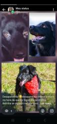 Lost Female Dog last seen Praça, Vivi Xavier, PR 86030-030