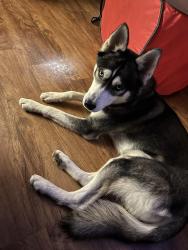 Lost Male Dog last seen Broadway proper, Tucson, AZ 85710