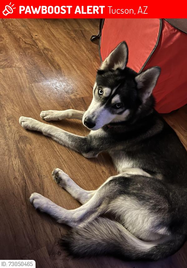 Lost Male Dog last seen Broadway proper, Tucson, AZ 85710