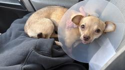 Lost Female Dog last seen I have no clue, Irving, TX 75060