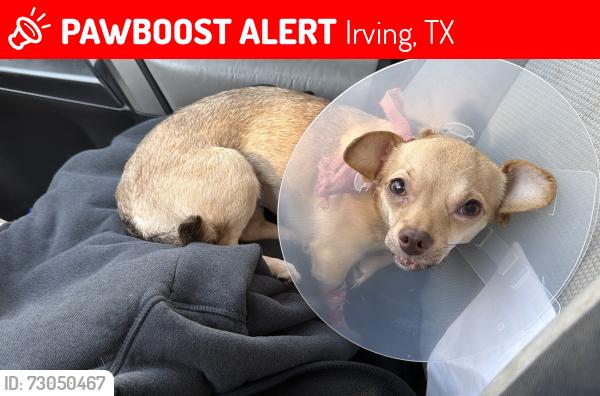 Lost Female Dog last seen I have no clue, Irving, TX 75060