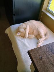 Lost Male Cat last seen Heritage blvd, Wildwood, FL 34785
