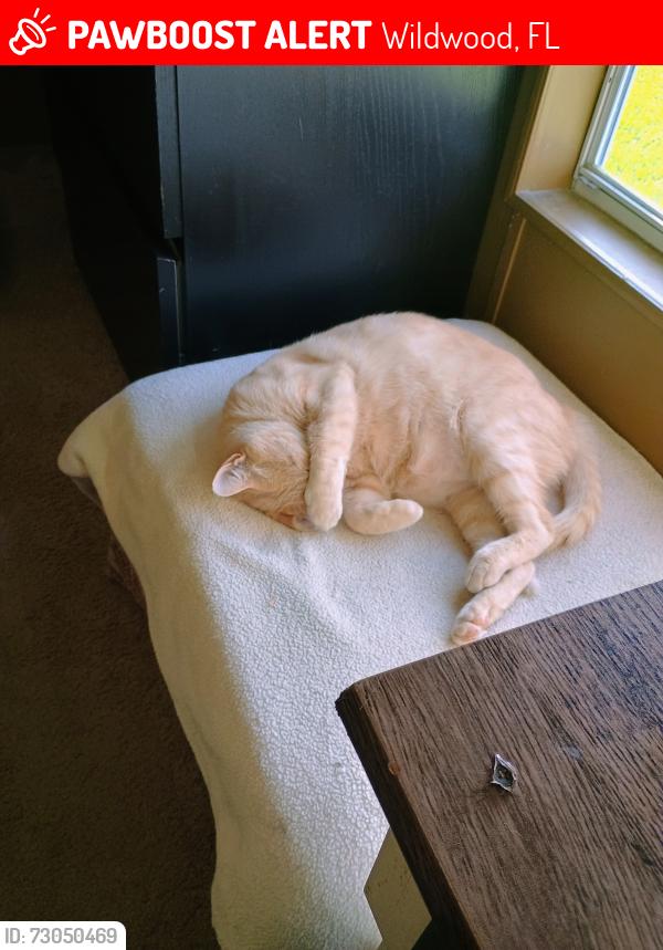 Lost Male Cat last seen Heritage blvd, Wildwood, FL 34785