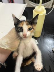 Shelter Stray Female Cat last seen Bexar County, 3353 Morningside Dr, New Braunfels, TX 78132, USA