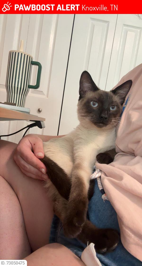 Lost Male Cat last seen Tipton station and marine rd, Knoxville, TN 37920