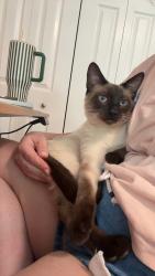 Lost Male Cat last seen Tipton station and marine rd, Knoxville, TN 37920