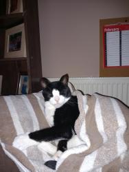 Lost Male Cat last seen Chatteris high street or Chatteris tesco , Chatteris, England 