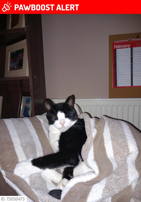 Lost Male Cat last seen Chatteris high street or Chatteris tesco , Chatteris, England 