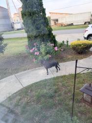 Found/Stray Male Dog last seen Near the old feed mill, Lillington, NC 27546