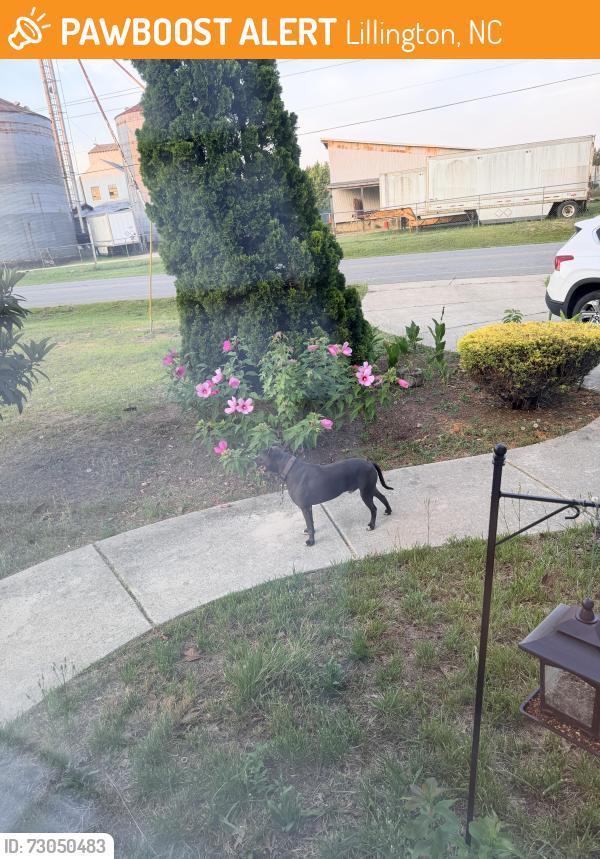 Found/Stray Male Dog last seen Near the old feed mill, Lillington, NC 27546