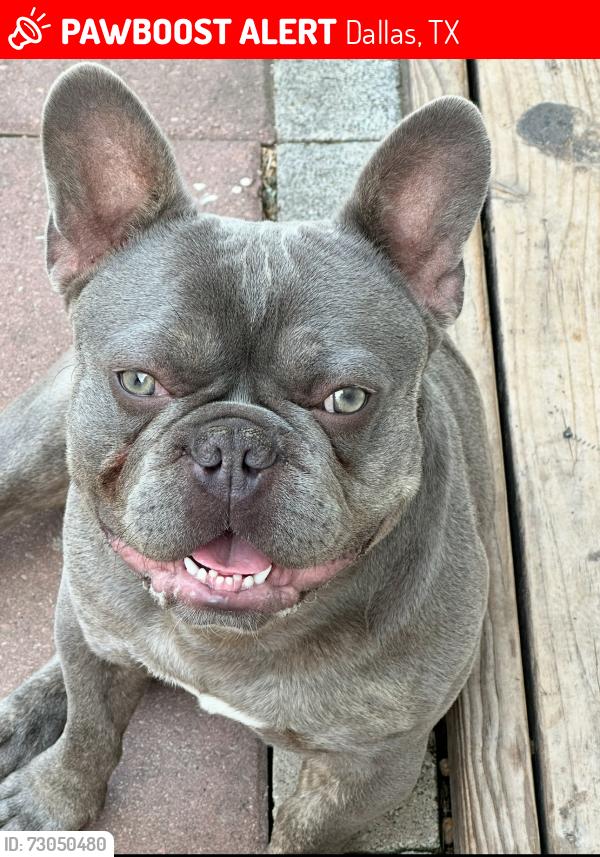 Lost Male Dog last seen Inwood/ Cedar springs, Dallas, TX 75235