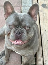 Lost Male Dog last seen Inwood/ Cedar springs, Dallas, TX 75235