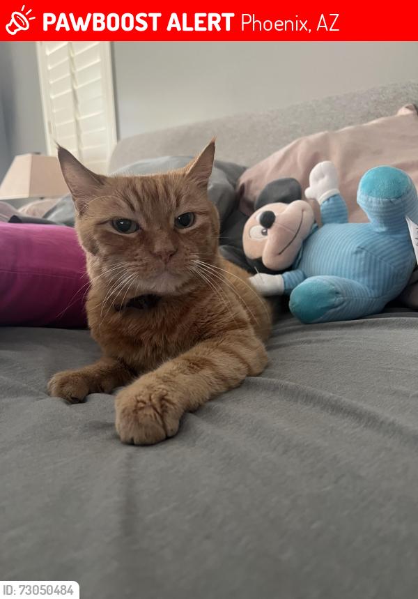Lost Male Cat last seen 36th St/Thunderbird, Phoenix, AZ 85032
