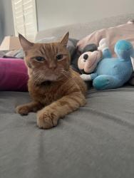 Lost Male Cat last seen 36th St/Thunderbird, Phoenix, AZ 85032