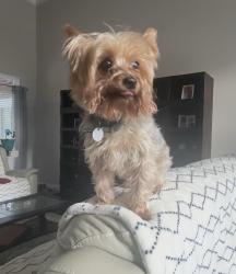 Reunited Male Dog last seen Hillcrest/Nevius, Theodore, AL 36619