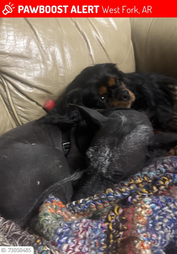 Lost Male Dog last seen West Fork Library, West Fork, AR 72774