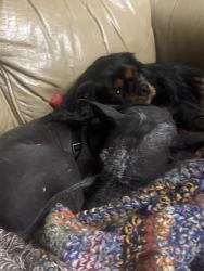 Lost Male Dog last seen West Fork Library, West Fork, AR 72774