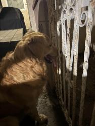 Reunited Male Dog last seen South Gate Park/ Annetta & Michigan, South Gate, CA 90280
