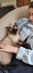 Lost Male Cat last seen Thistle st regents park, Regents Park, QLD 4118