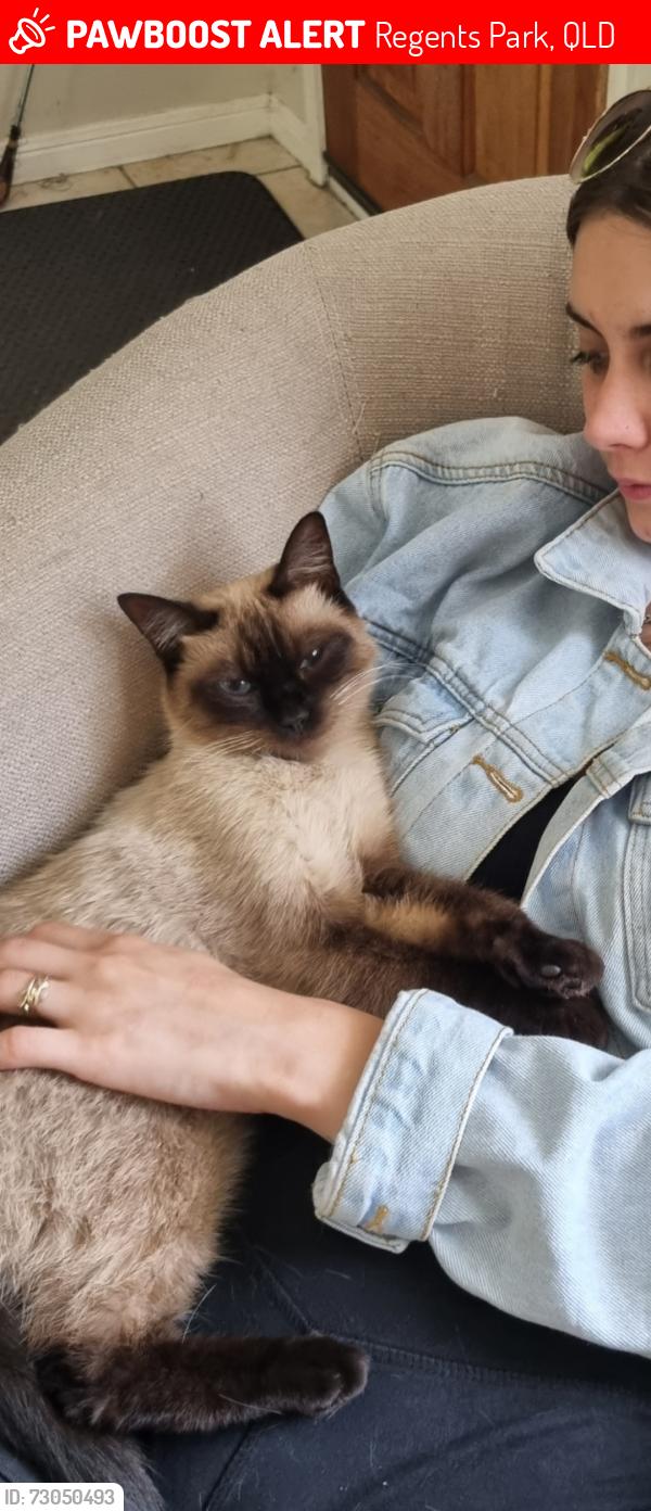 Lost Male Cat last seen Thistle st regents park, Regents Park, QLD 4118