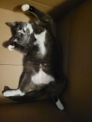 Lost Female Cat last seen Oxford st, Vancouver, BC 