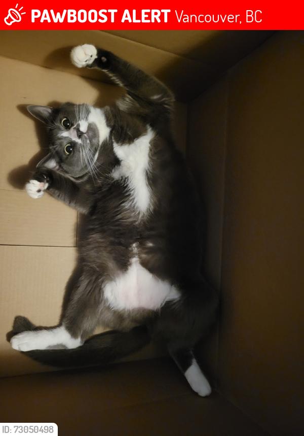 Lost Female Cat last seen Oxford st, Vancouver, BC 