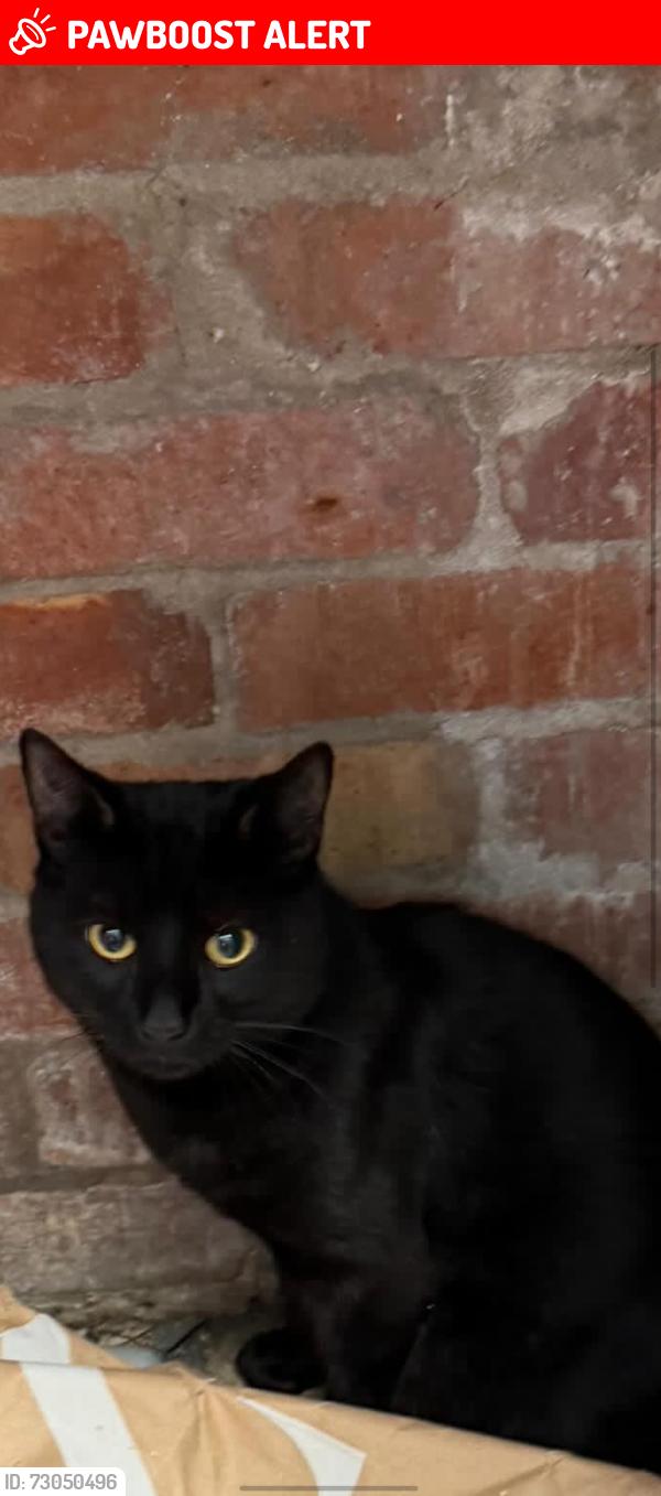 Lost Male Cat last seen Fishponds 43A Hillfields Avenue , Hillfields, England BS16 4EH