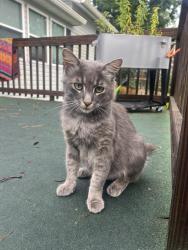Lost Male Cat last seen Alcapulco on the lake/VFW post, Leesville, SC 29070