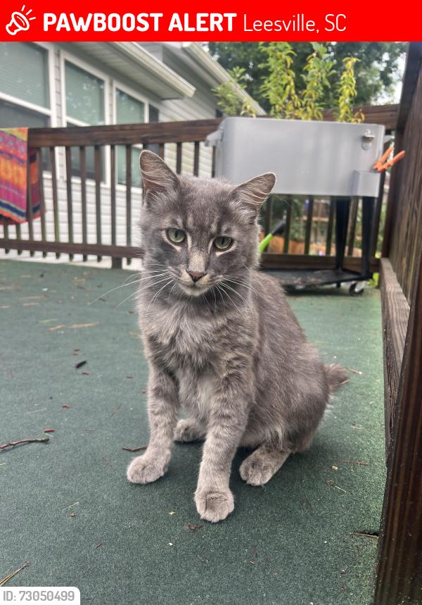 Lost Male Cat last seen Alcapulco on the lake/VFW post, Leesville, SC 29070