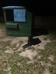 Found/Stray Male Dog last seen Portofino club, Jacksonville, FL 32225