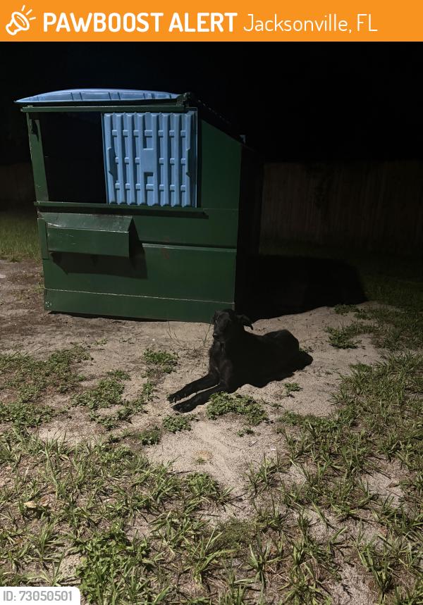 Found/Stray Male Dog last seen Portofino club, Jacksonville, FL 32225