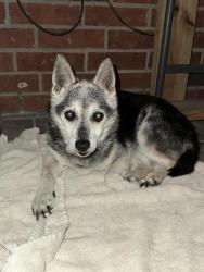 Found/Stray Unknown Dog last seen Panavision trail, Dallas, TX 75236