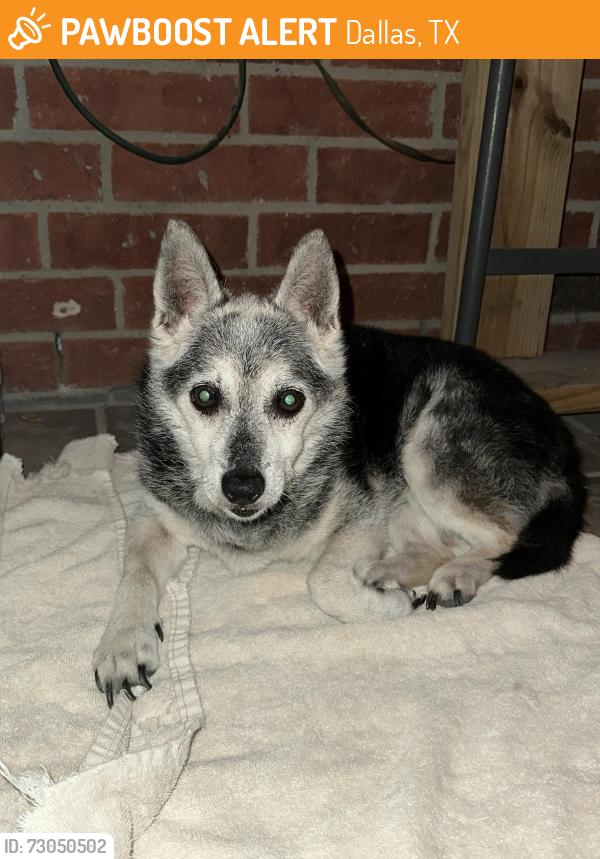 Found/Stray Unknown Dog last seen Panavision trail, Dallas, TX 75236