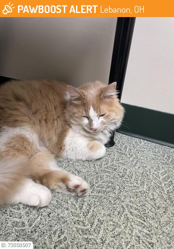 Found/Stray Unknown Cat last seen Bunnell Hill between lower Springboro Road and 48, Lebanon, OH 45036