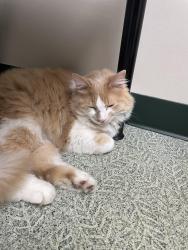 Found/Stray Unknown Cat last seen Bunnell Hill between lower Springboro Road and 48, Lebanon, OH 45036