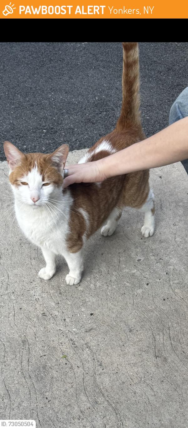 Found/Stray Male Cat last seen Spencer Ave, Yonkers, NY 10705