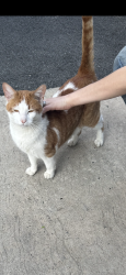 Found/Stray Male Cat last seen Spencer Ave, Yonkers, NY 10705