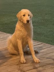 Found/Stray Unknown Dog last seen Goodrich, Goodrich, TX 77335