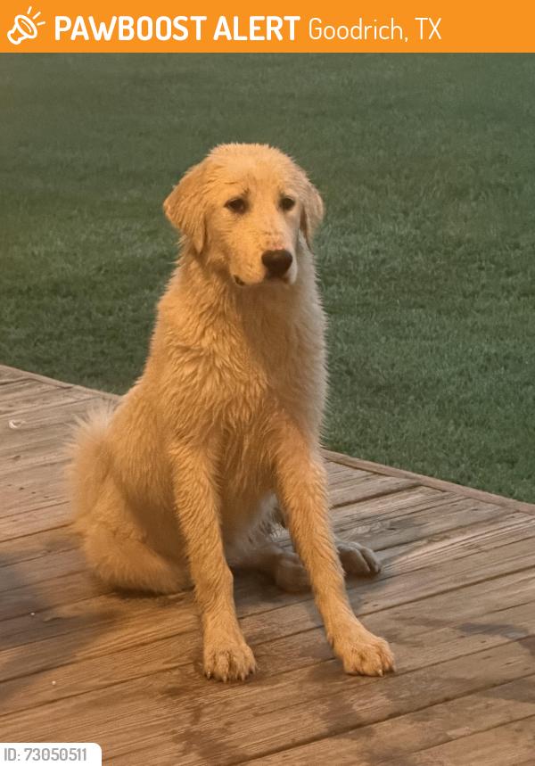 Found/Stray Unknown Dog last seen Goodrich, Goodrich, TX 77335