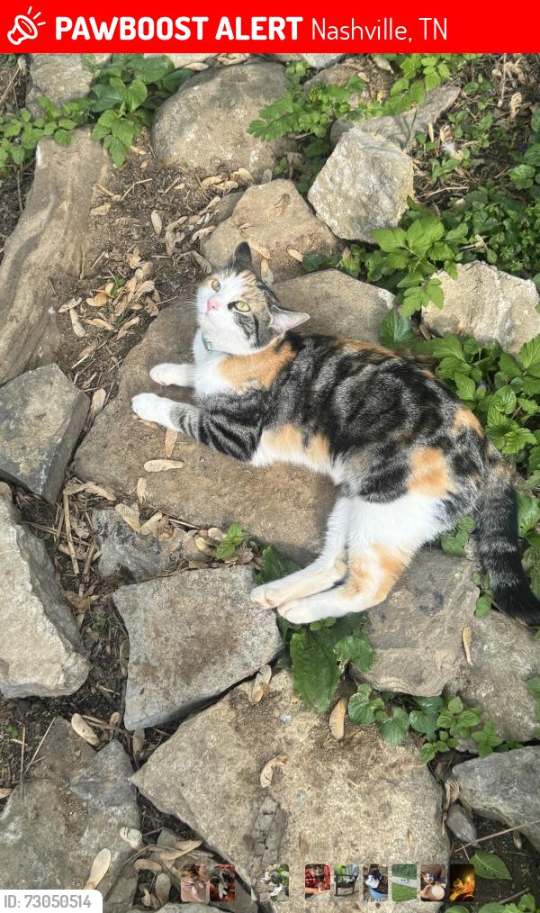 Lost Female Cat last seen Near Hermitage St, Nashville, TN 37138