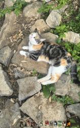 Lost Female Cat last seen Near Hermitage St, Nashville, TN 37138