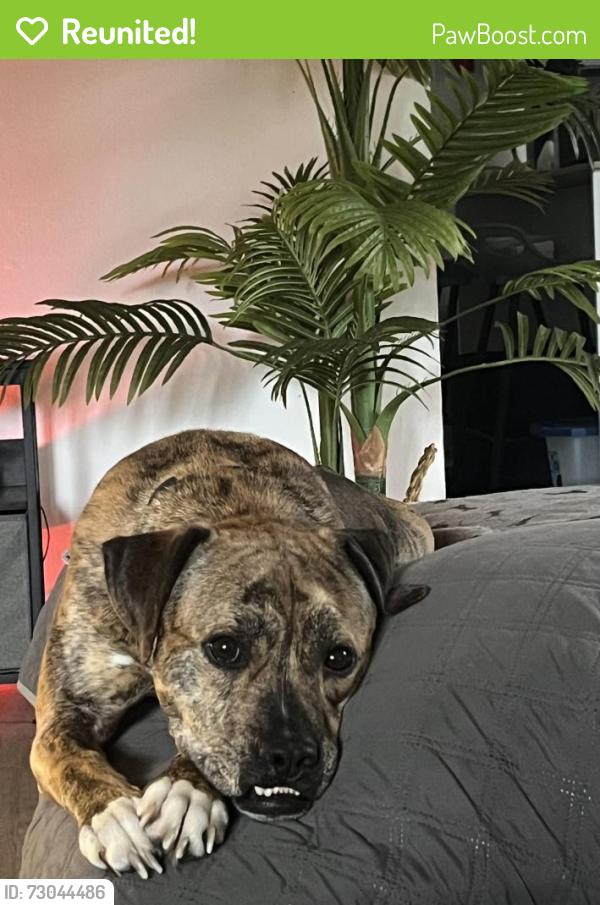 Reunited Female Dog last seen Pinetree and orielle, Panama City Beach, FL 32408