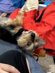 Lost Male Dog last seen Near Saint Lawrence Drive near Brookmoore drive, Silver Spring, MD 20901