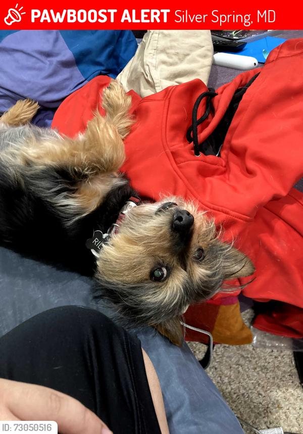 Lost Male Dog last seen Near Saint Lawrence Drive near Brookmoore drive, Silver Spring, MD 20901