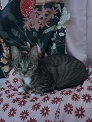 Lost Female Cat last seen Near 70th ave n pinellas park 33781, Pinellas Park, FL 33781