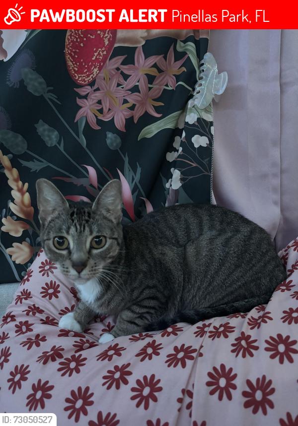 Lost Female Cat last seen Near 70th ave n pinellas park 33781, Pinellas Park, FL 33781
